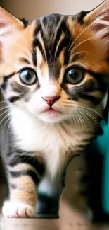 Close-up of an adorable tabby kitten with large eyes and soft striped fur.