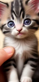 Close-up of a cute kitten with blue eyes and striking fur patterns.