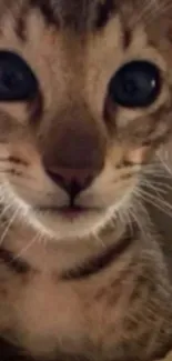 Close-up of an adorable kitten's face featuring fine details.