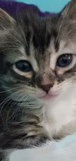 Close-up of an adorable grey tabby kitten with blue eyes and fluffy fur.