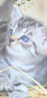 Gray kitten with blue eyes on straw bedding.