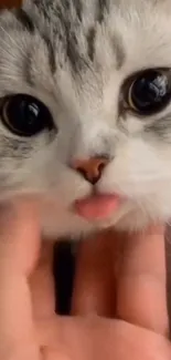 Close-up of an adorable kitten with big eyes and a fluffy face.