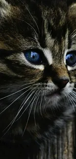 Close-up of a tabby kitten with blue eyes on a wooden background.