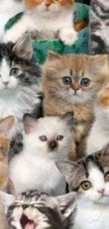 Charming collage of kittens for mobile wallpaper featuring playful feline faces.