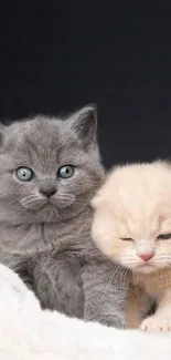 Two adorable kittens, one gray and one cream, sitting together.