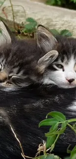 Two fluffy kittens cuddling closely.