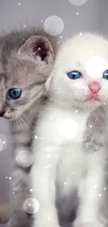 Two adorable kittens with blue eyes on a grey background.