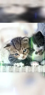 Two adorable kittens snuggled closely on a wicker surface.