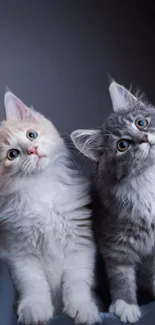 Adorable kittens posing on a dark background.