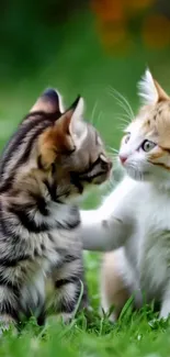 Two adorable kittens playing on grass.