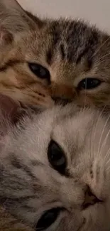 Two cuddling kittens with warm fur tones.