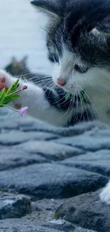 Adorable kitten exploring nature on stones.