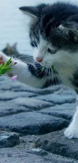 Adorable kitten on cobblestones with a flower.