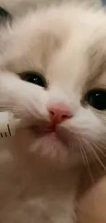 Fluffy white kitten being fed with a syringe.