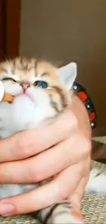 Cute kitten being gently bottle-fed in a cozy setting.