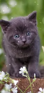 Gray kitten amidst white flowers and lush greenery.