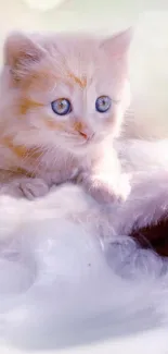 Fluffy kitten with blue eyes on a soft background.