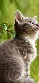 Gray kitten gazing in lush green forest wallpaper.