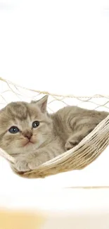 Adorable kitten resting in a hammock with a beige background.