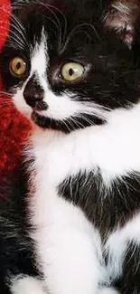 Adorable black and white kitten with heart-shaped fur pattern on red background.