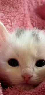 Adorable white kitten wrapped in a pink blanket, perfect for wallpaper.