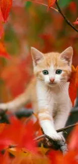 Cute kitten explores among vibrant red autumn leaves.