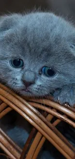 Adorable blue-eyed kitten in a basket.