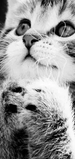 Cute kitten in black and white, looking upwards with paws together.