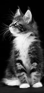 Black and white kitten sitting with a dark background.