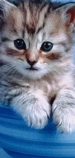 Charming kitten sitting in a blue bowl with a sweet expression.