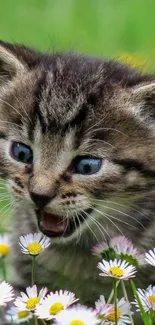 Adorable tabby kitten amidst daisies in a green meadow wallpaper.