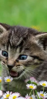 Cute kitten playing among daisies in a green garden background.