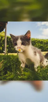 Adorable black and white kitten in a lush garden setting.