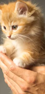 Orange fluffy kitten held gently in hands.