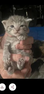 Cute gray kitten held gently in hands.