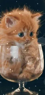 Cute orange kitten sitting inside a glass.