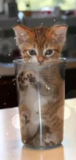 Adorable kitten sitting inside a glass cup.