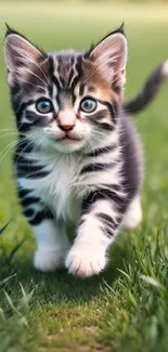 Adorable kitten walking through a grassy field, surrounded by nature.