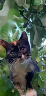 Black and white kitten among green leaves.