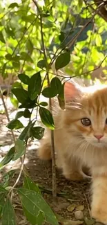 Adorable kitten exploring greenery with vibrant leaves and sunlight.