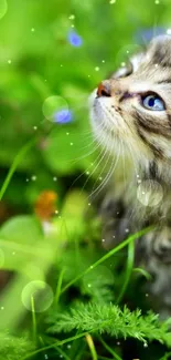 Fluffy kitten in a lush green garden looking upwards.