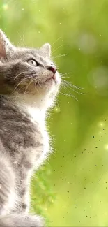 Cute grey kitten sitting among lush green foliage.