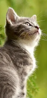 Gray kitten gazing in lush green background wallpaper.