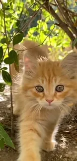 Adorable kitten exploring green leafy garden.