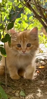 Adorable ginger kitten exploring greenery.