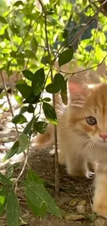 Cute ginger kitten exploring lush green foliage.