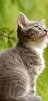 Adorable gray kitten sitting on a ledge with a lush green nature background.