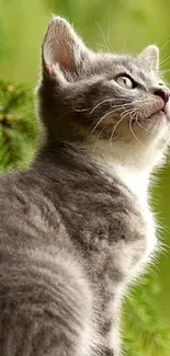 Cute grey kitten gazing upwards in a lush green natural setting.