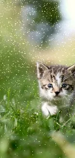 Adorable kitten wandering through a vibrant green field.