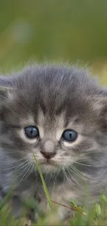 Adorable gray kitten with blue eyes in green grass.